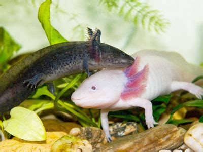 Axolotl Breeding Guide - How to Breed Axolotls in Aquariums? - Axolotl Nerd