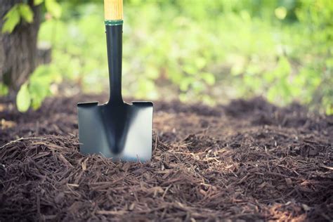 Ask the Arborist: Is Mulching the Best Thing for your Trees?