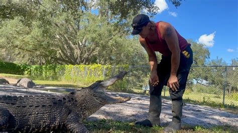 Florida wildlife park director loses arm after 2nd alligator bite in 10 years