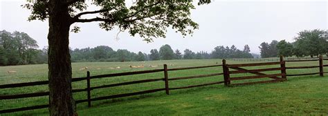 Fence With A Flock Of Sheep In Pasture Photograph by Panoramic Images ...