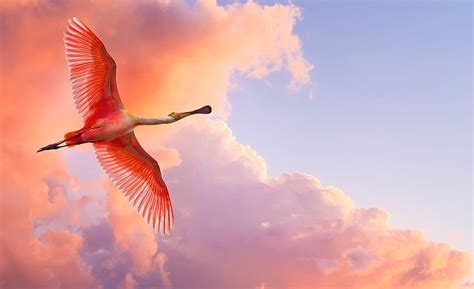 Online crop | HD wallpaper: Beautiful Birds Flying, pink flamingo ...