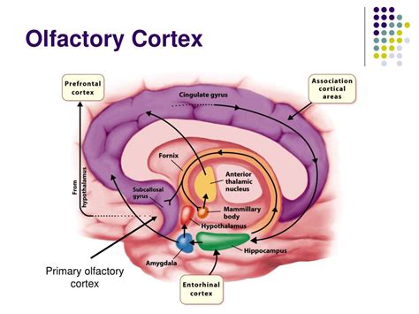 olfactory system anatomy