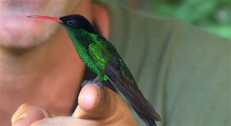 What is the National Bird of Jamaica? - 10,000 Birds