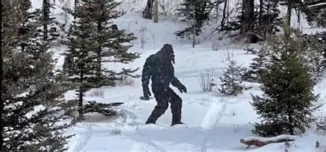 Bigfoot? Video Shows Tall, Hairy Creature