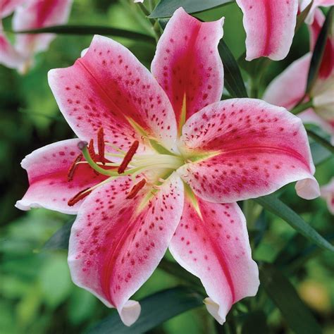 Stargazer Lily Fall Planting Flower Bulbs - Wilco Farm Stores