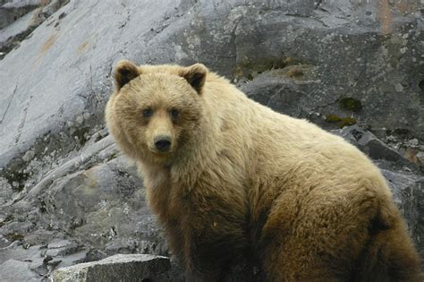 Royalty-Free photo: Brown bear beside gray rock formation | PickPik