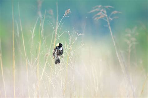 Regional bird conservation efforts focus on undoing the past