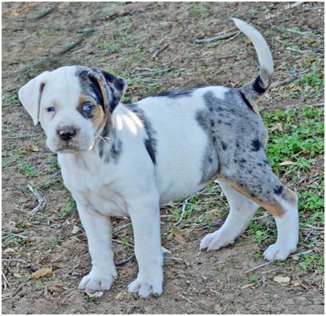 Catahoula Bulldog Puppies | PETSIDI