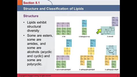 3B 8.1 Structure & Classification of Lipids - YouTube