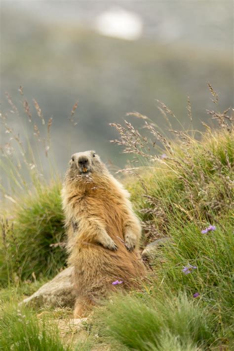 Alpine marmot on the lookout - Kevin Feytons