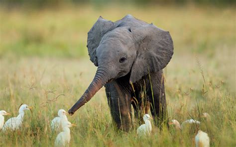 Elephant and bird wallpapers and images - wallpapers, pictures, photos