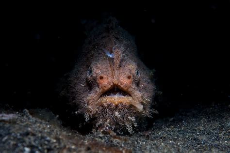 Can You Eat Anglerfish and is it Safe? - Fishmasters.com