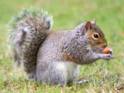 North Carolina State Mammal: Gray Squirrel