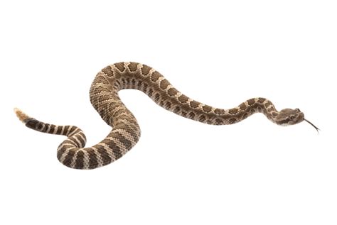 Northern Pacific Rattlesnake Snake, Venom, White Background, Aggression ...