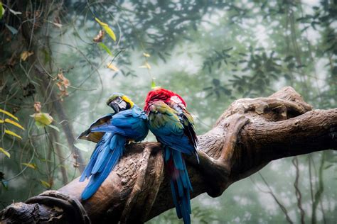 What is Biodiversity? | AMNH