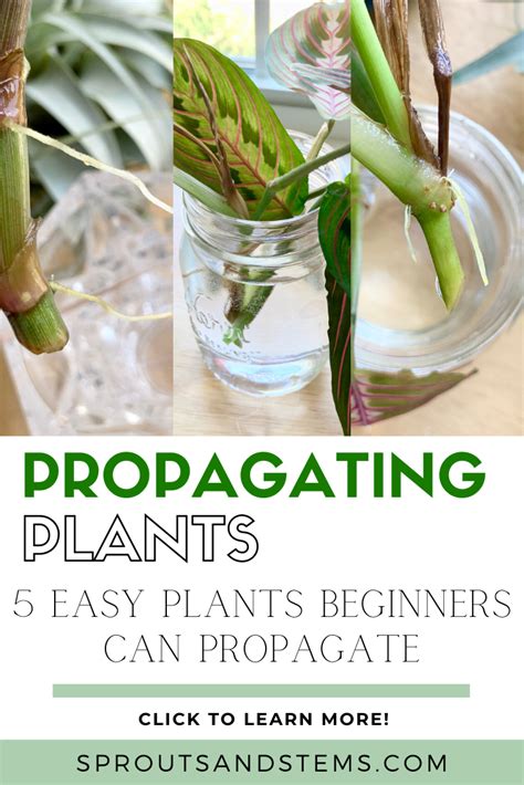 Read this post to learn all about how to propagate five easy houseplants. Propagating ...