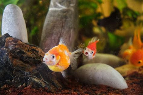 Oranda goldfish stock image. Image of fishtank, lionhead - 140158609