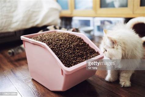 519 Cat Food Funny Stock Photos, High-Res Pictures, and Images - Getty Images