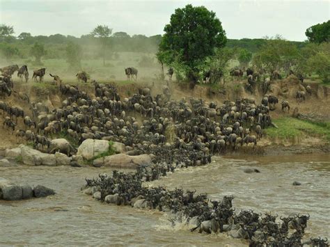 What is a crossing in the Masai Mara? | Safari & Company