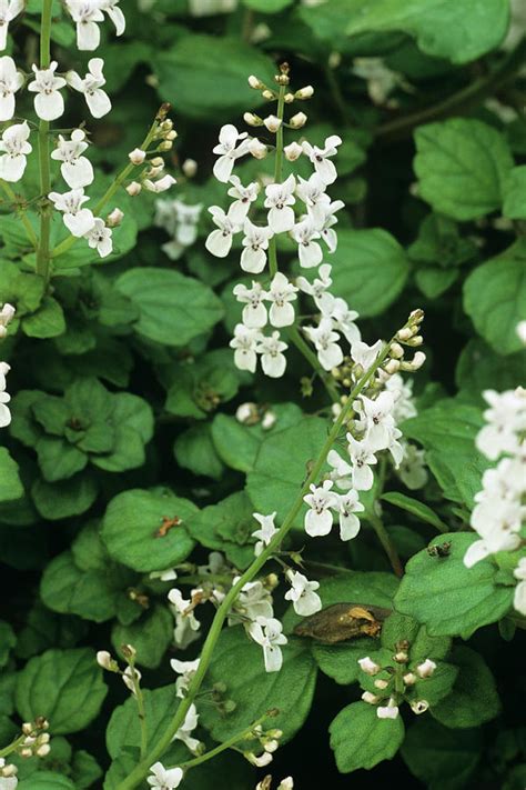 Plectranthus Flowers Photograph by Anthony Cooper/science Photo Library - Pixels