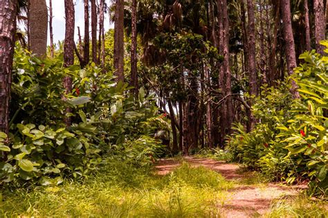 Best Hiking Trails in Mauritius: Trekking Routes to Check in 2024