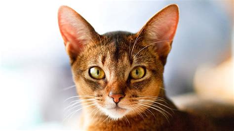 Abyssinian - Price, Personality, Lifespan