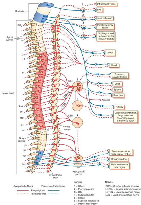 The Autonomic Nervous System (Integrative Systems) Part 1 | Autonomic ...