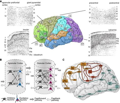 Development and Arealization of the Cerebral Cortex: Neuron