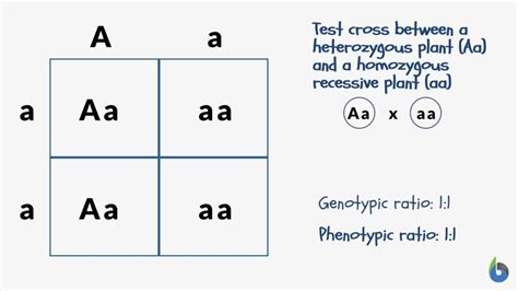 Phenotypic ratio - Definition and Examples - Biology Online Dictionary