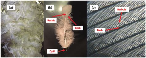 (a) Chicken feathers after sampling, (b) structure of a chicken... | Download Scientific Diagram