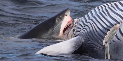 18-Foot Great White Shark Eats Dead Whale Off Cape Cod - Business Insider