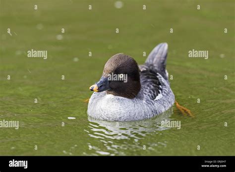 common goldeneye duck Stock Photo - Alamy