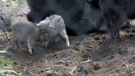 Endangered baby peccaries frolic at U.S. zoo