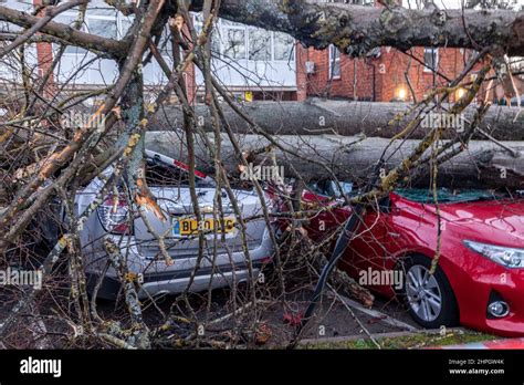 Northampton, UK. Weather. 21st Febuary 2022. Strong winds from storm Franklins blows down a ...