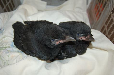 Caw-fully close! Understanding crow nesting season | BC SPCA