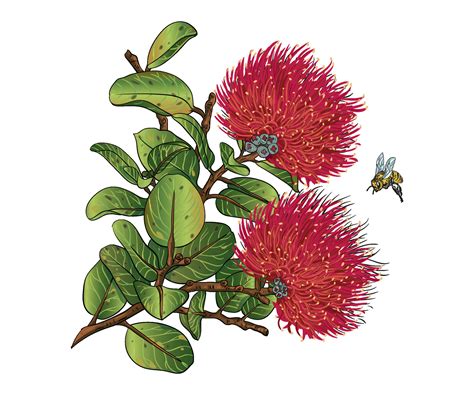 ohia lehua botanical illustration hand drawing style illustration 27621208 Vector Art at Vecteezy