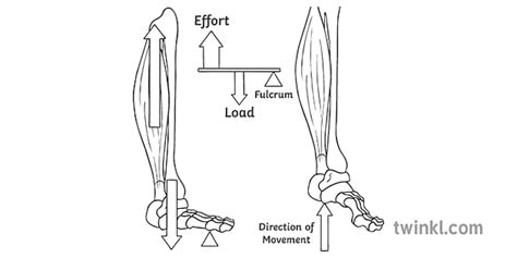 Second Class Lever System Diagram Load Effort Fulcrum Movement Skeleton PE