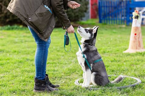 7 Benefits Of Availing Dog Training Services | Infolific