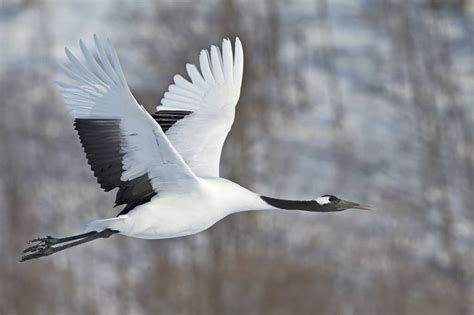 Red-crowned Crane Grus japonensis » Focusing on Wildlife