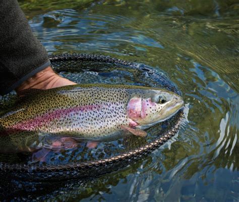 Best Bait for Rainbow Trout in Ponds - Fishing Fanatiks