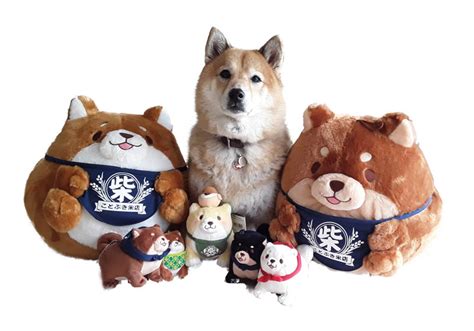 Shiba Inu Plush Toys - My First Shiba Inu