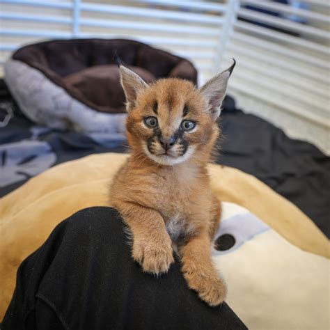 Caracal Kittens Are Growing Up Fast! - ZooBorns