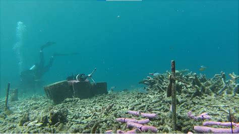 Rubble stabilization for coral reef recovery after damage