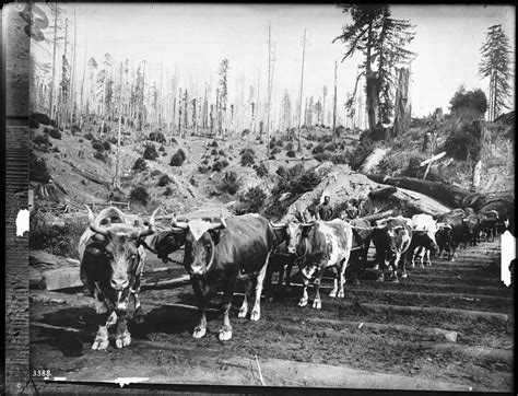 Skid Roads Greased the Way for the California Lumber Boom