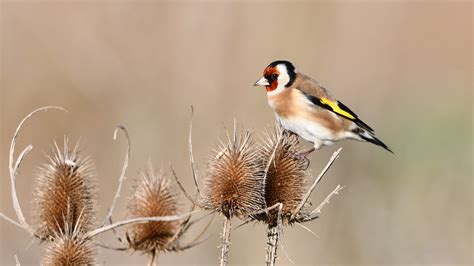 "Birds and wildlife of Frampton Marsh and Freiston Shore". Thursday ...