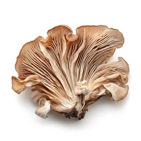 Premium AI Image | Dried Elm oyster mushroom isolated