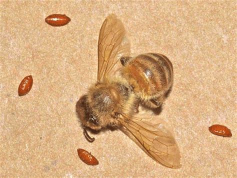 Zombie Bees Headed Our Way? | Healdsburg, CA Patch