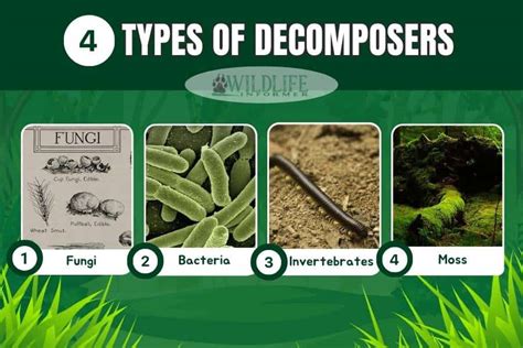 What Are 10 Examples Of Decomposers at Piper Moyer blog