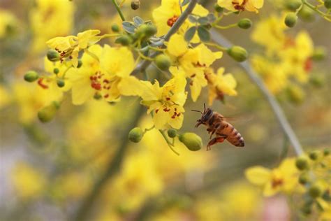 Photos: Amazing Insects of the North American Deserts | Live Science