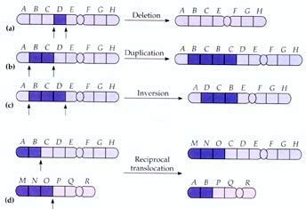 Types of Mutation - Evolution